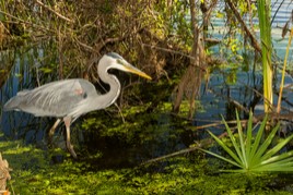 Panama City Nature